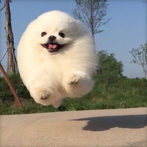 Meet your Posher, Youman